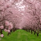 Paradis înflorit lângă Chișinău: livada de migdali Dumbrava Veche atrage mii de vizitatori