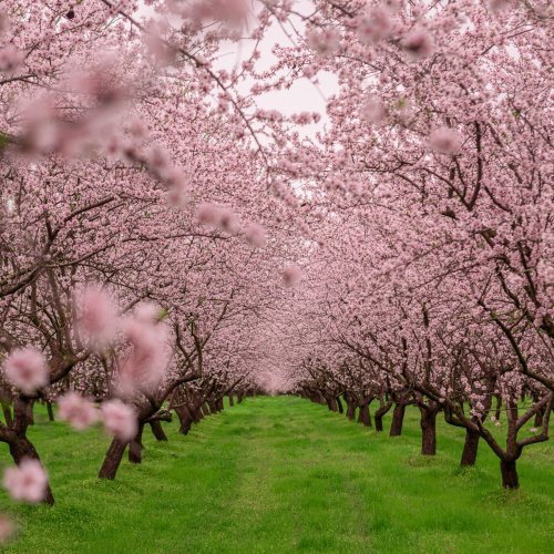 Цветущий рай под Кишинёвом: миндальный сад Dumbrava Veche привлекает тысячи гостей